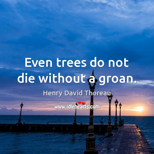 Even trees do not die without a groan. Image