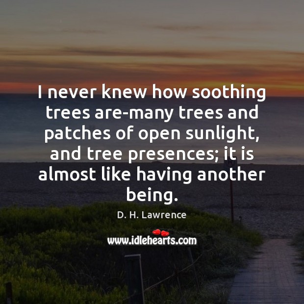 I never knew how soothing trees are-many trees and patches of open D. H. Lawrence Picture Quote