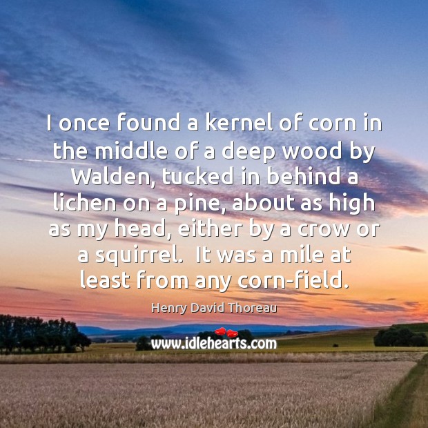 I once found a kernel of corn in the middle of a Henry David Thoreau Picture Quote