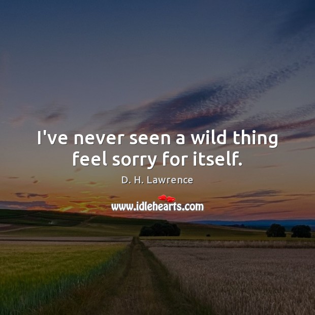 I’ve never seen a wild thing feel sorry for itself. Image