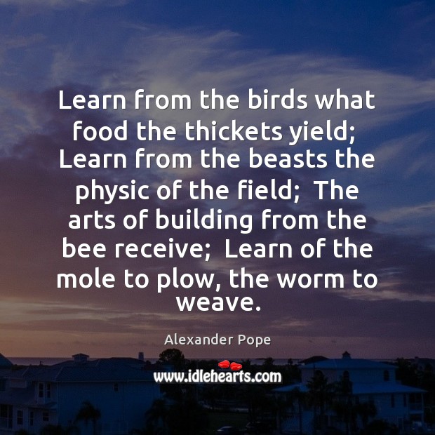 Learn from the birds what food the thickets yield;  Learn from the Alexander Pope Picture Quote