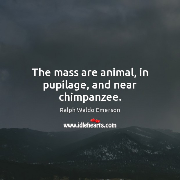 The mass are animal, in pupilage, and near chimpanzee. Picture Quotes Image