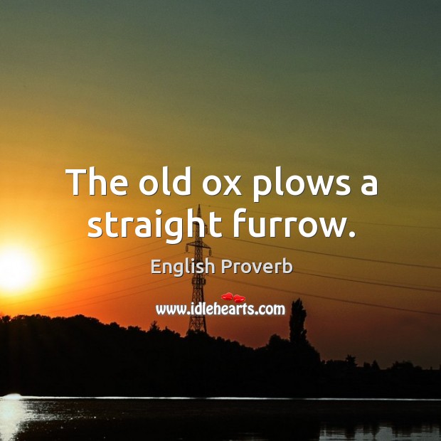 The old ox plows a straight furrow. Image