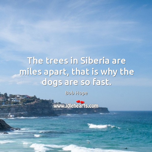 The trees in siberia are miles apart, that is why the dogs are so fast. Bob Hope Picture Quote