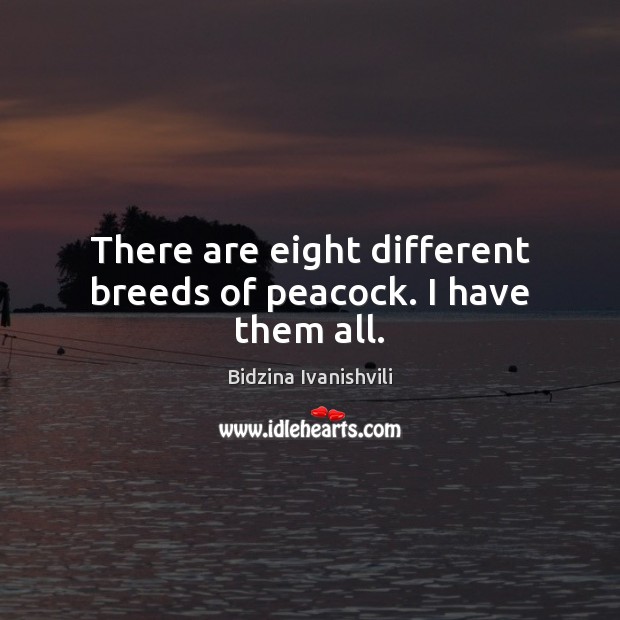 There are eight different breeds of peacock. I have them all. Bidzina Ivanishvili Picture Quote