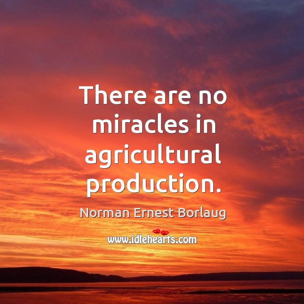 There are no miracles in agricultural production. Image