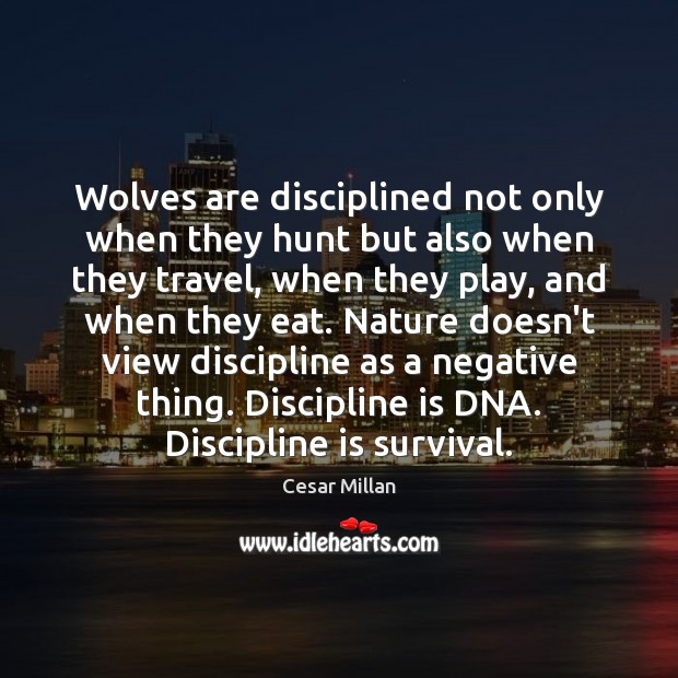 Wolves are disciplined not only when they hunt but also when they Image